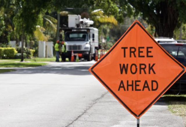 tree removal Gloucester ma