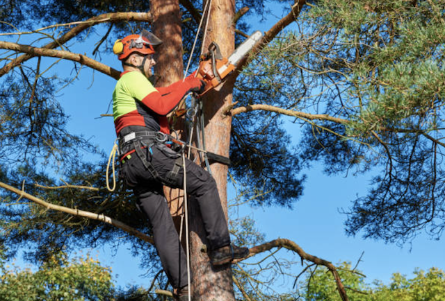 tree trimming essex ma