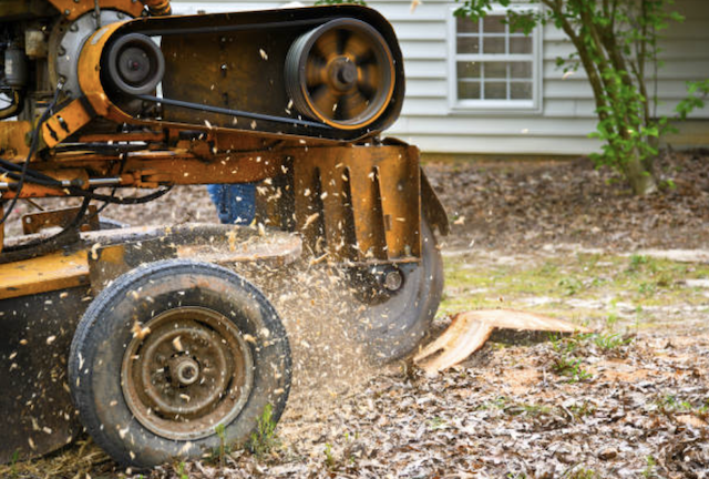 stump grinding essex ma