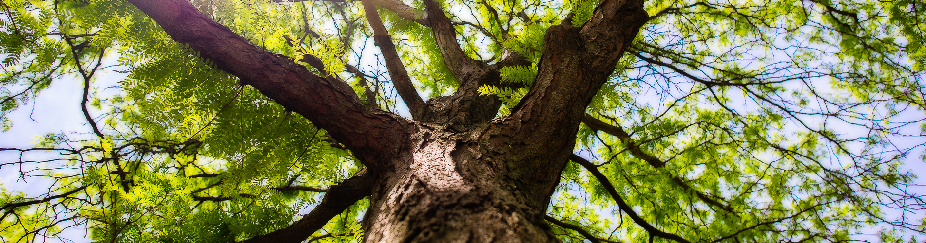 EMA Tree Care