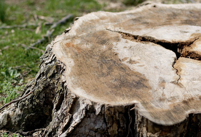 stump grinding Gloucester ma